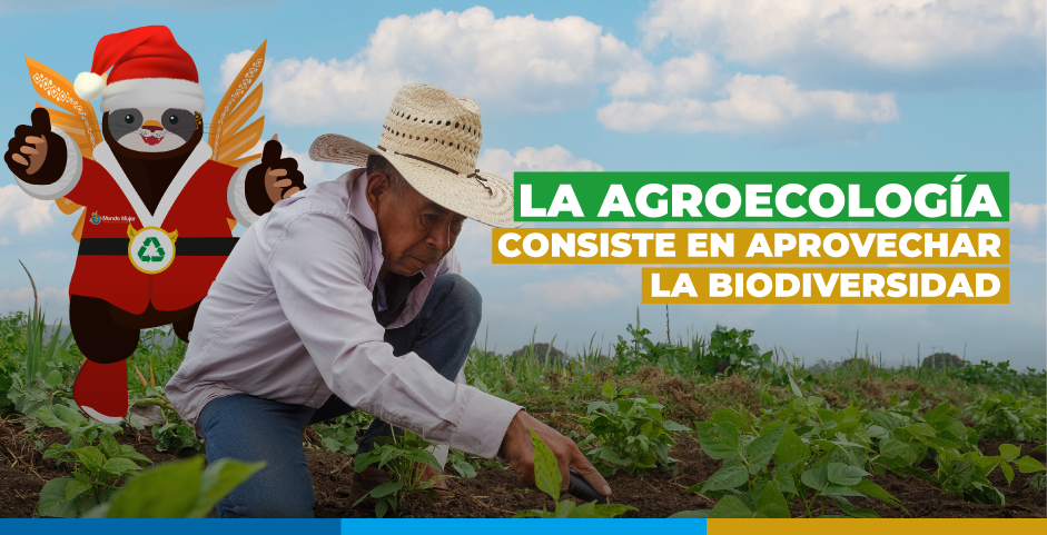 Agricultor revisando su cultivo