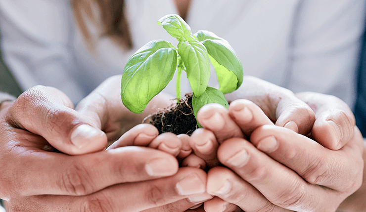 Una planta florenciendo en las manos